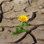 flower, beautiful flowers, life-887443.jpg